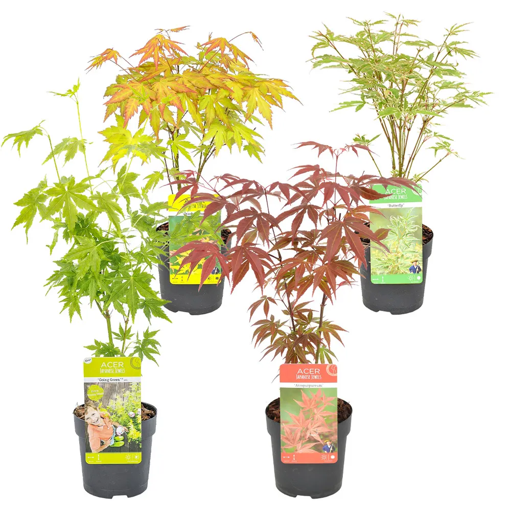 4x acer mix - orange dream - going green - papillon - atropurpureum - ⌀10,5 cm - ↕25-30 cm