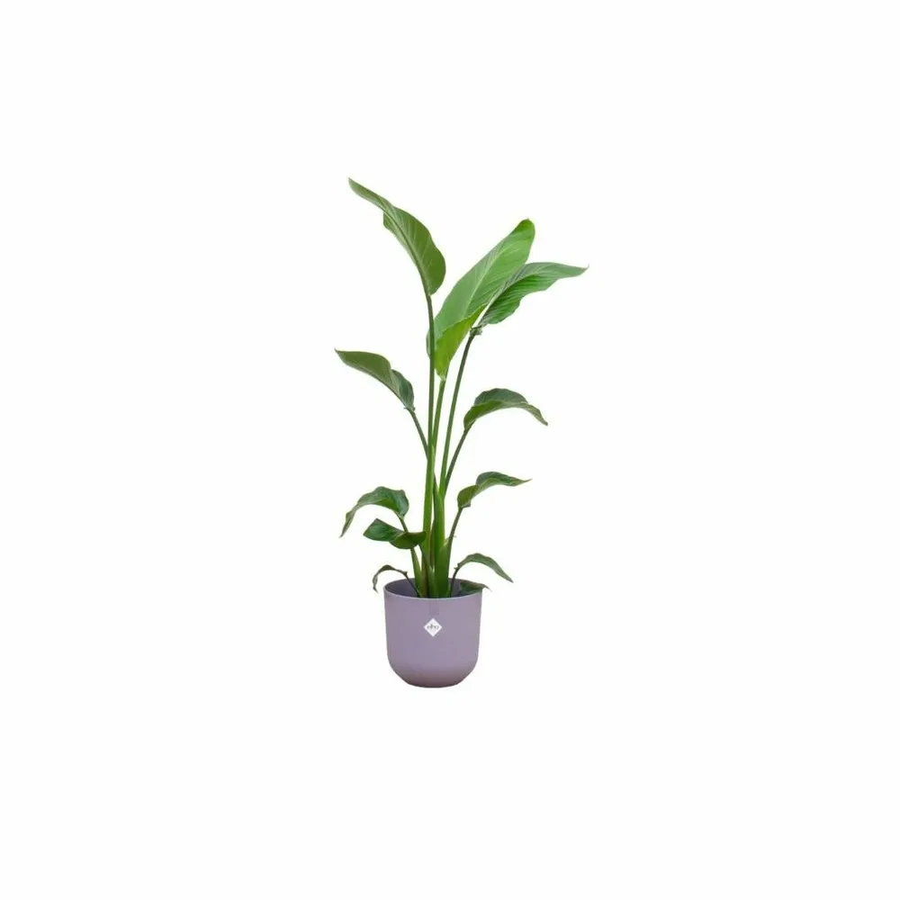 Strelitzia nicolai 120 cm et son pot violet 23cm - hauteur 120cm